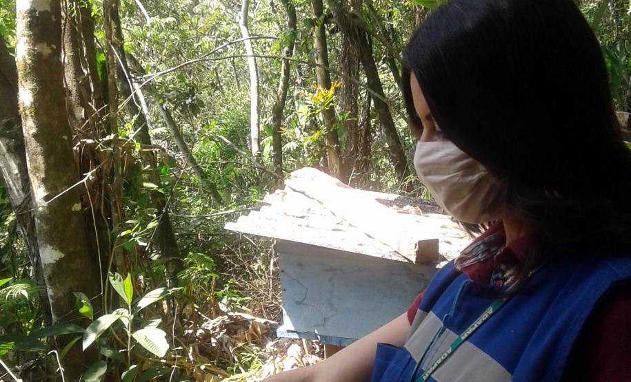 Agrotóxicos dizima abelhas em Turvo