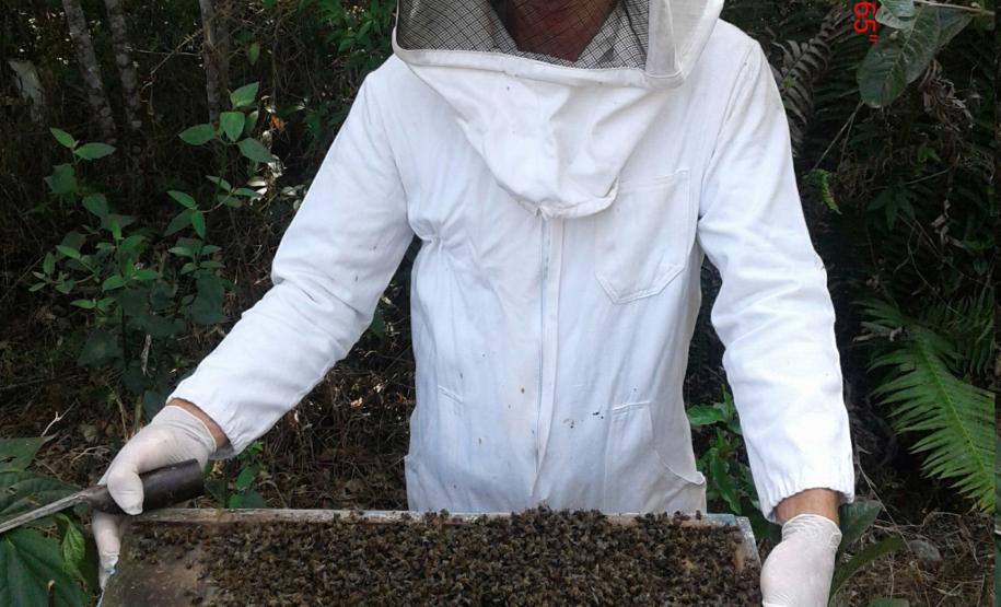 Agrotóxicos dizima abelhas em Turvo