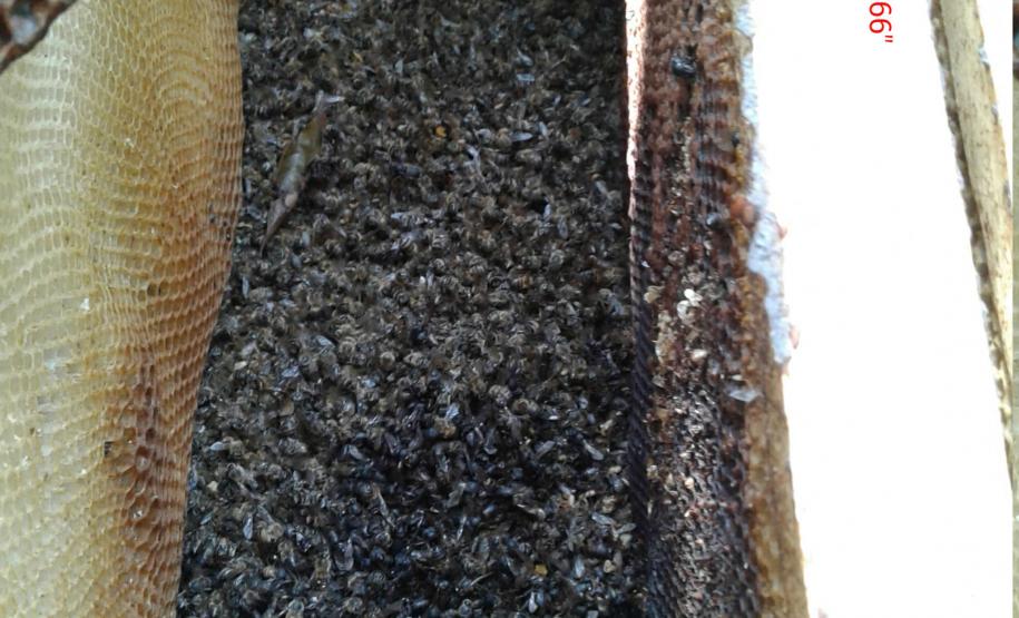 Agrotóxicos dizima abelhas em Turvo