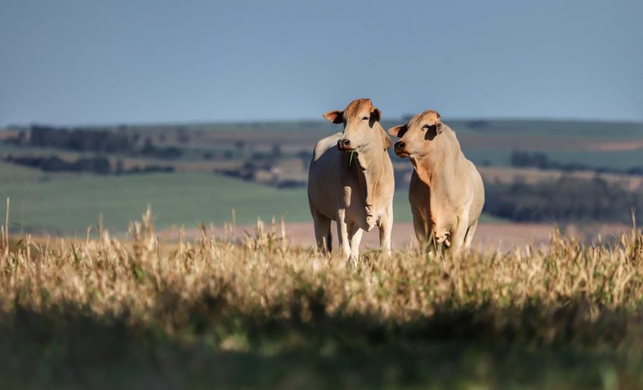 Paraná se beneficia do status do Brasil como território livre de febre aftosa sem vacinação