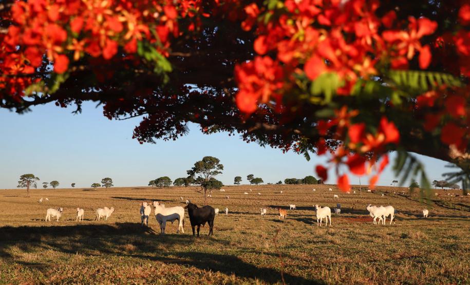 Paraná se beneficia do status do Brasil como território livre de febre aftosa sem vacinação