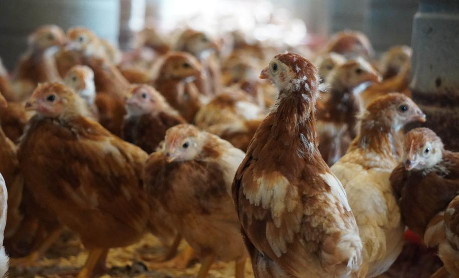 Adapar promove força-tarefa para garantir biosseguridade em estabelecimentos avícolas