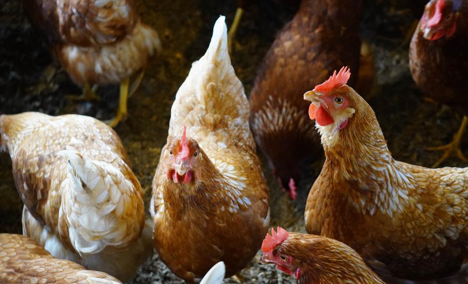 Adapar promove força-tarefa para garantir biosseguridade em estabelecimentos avícolas