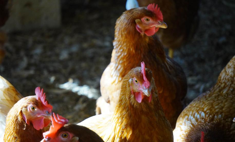 Adapar promove força-tarefa para garantir biosseguridade em estabelecimentos avícolas