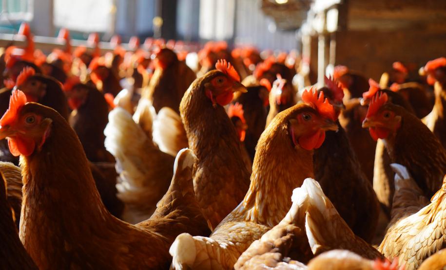 Adapar promove força-tarefa para garantir biosseguridade em estabelecimentos avícolas