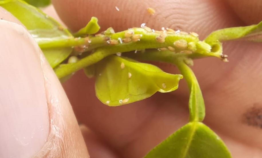 Ações da Adapar no Noroeste reforçam combate ao greening e à deriva de agrotóxicos