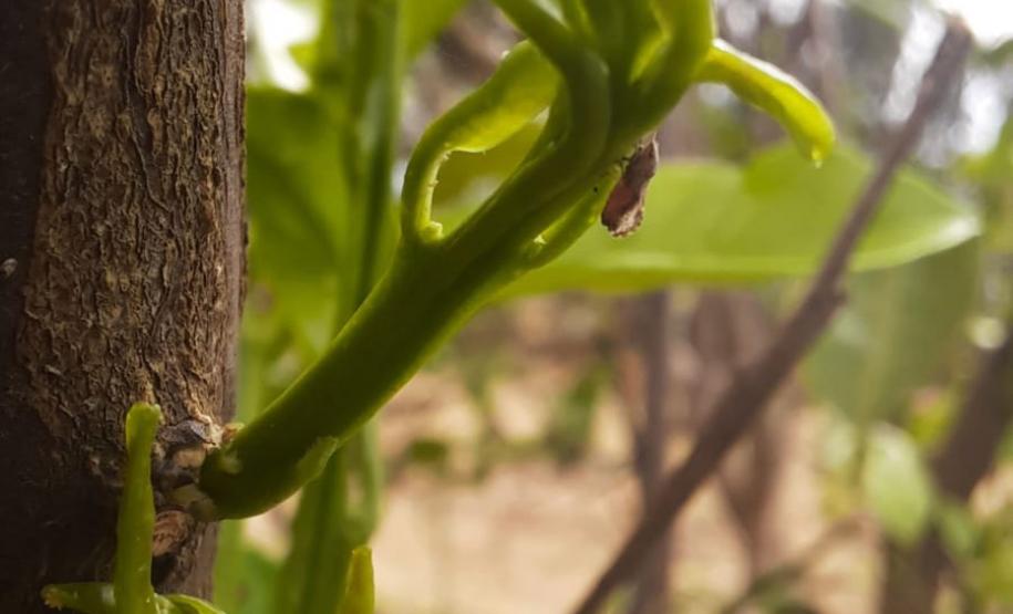 Ações da Adapar no Noroeste reforçam combate ao greening e à deriva de agrotóxicos