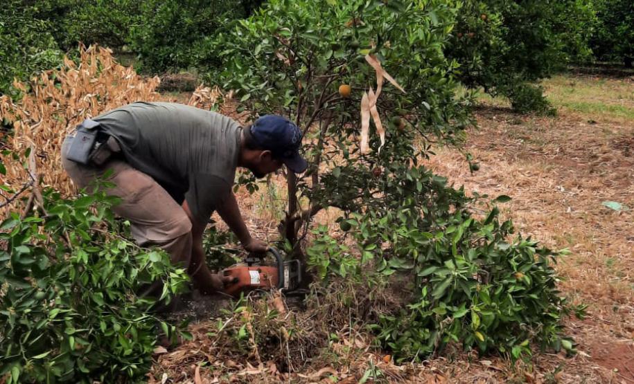 Ações da Adapar no Noroeste reforçam combate ao greening e à deriva de agrotóxicos