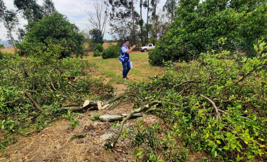 Ações da Adapar no Noroeste reforçam combate ao greening e à deriva de agrotóxicos
