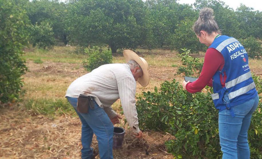 Ações da Adapar no Noroeste reforçam combate ao greening e à deriva de agrotóxicos
