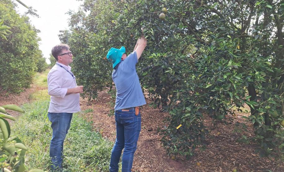 Ações da Adapar no Noroeste reforçam combate ao greening e à deriva de agrotóxicos