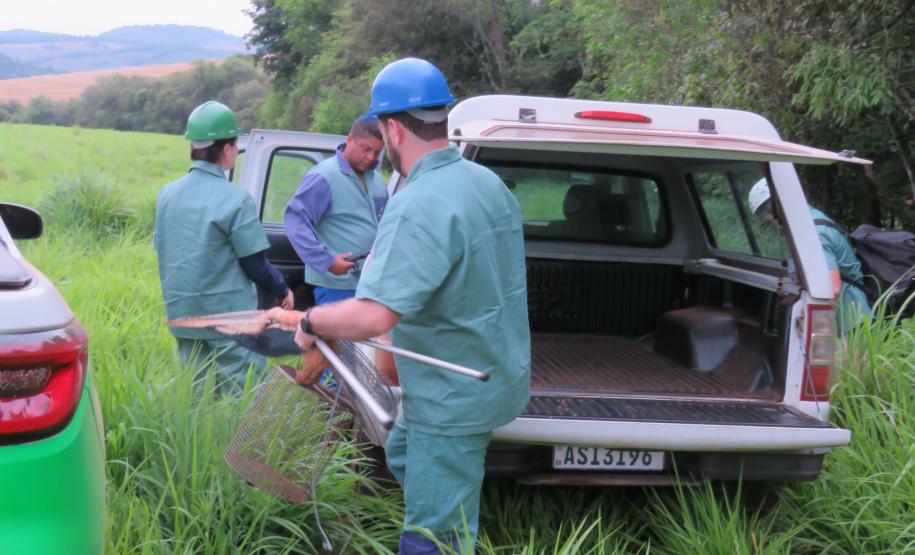 Morcegos e vacinação: ações da Adapar protegem rebanhos e saúde pública contra a raiva