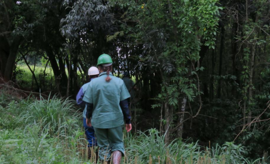 Morcegos e vacinação: ações da Adapar protegem rebanhos e saúde pública contra a raiva