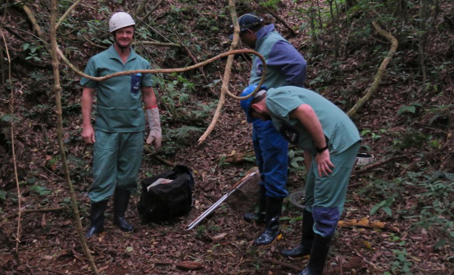 Morcegos e vacinação: ações da Adapar protegem rebanhos e saúde pública contra a raiva