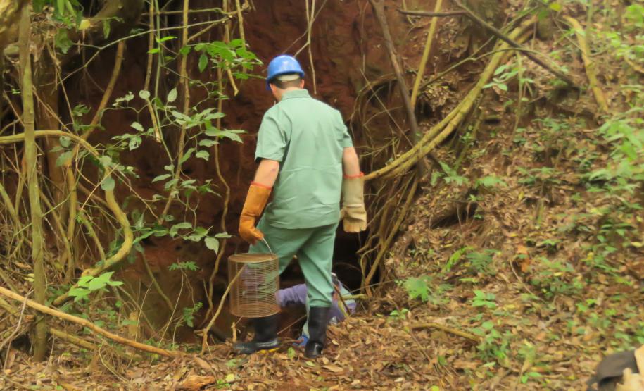 Morcegos e vacinação: ações da Adapar protegem rebanhos e saúde pública contra a raiva