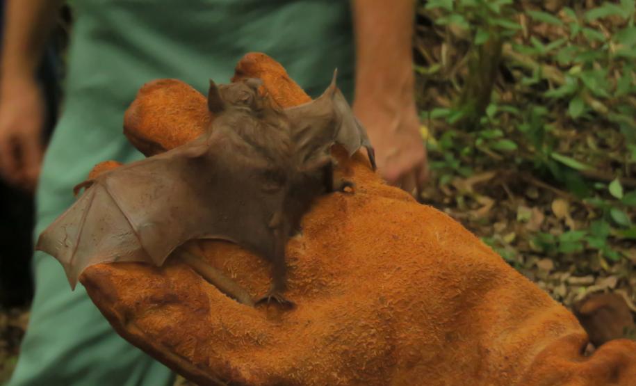 Morcegos e vacinação: ações da Adapar protegem rebanhos e saúde pública contra a raiva