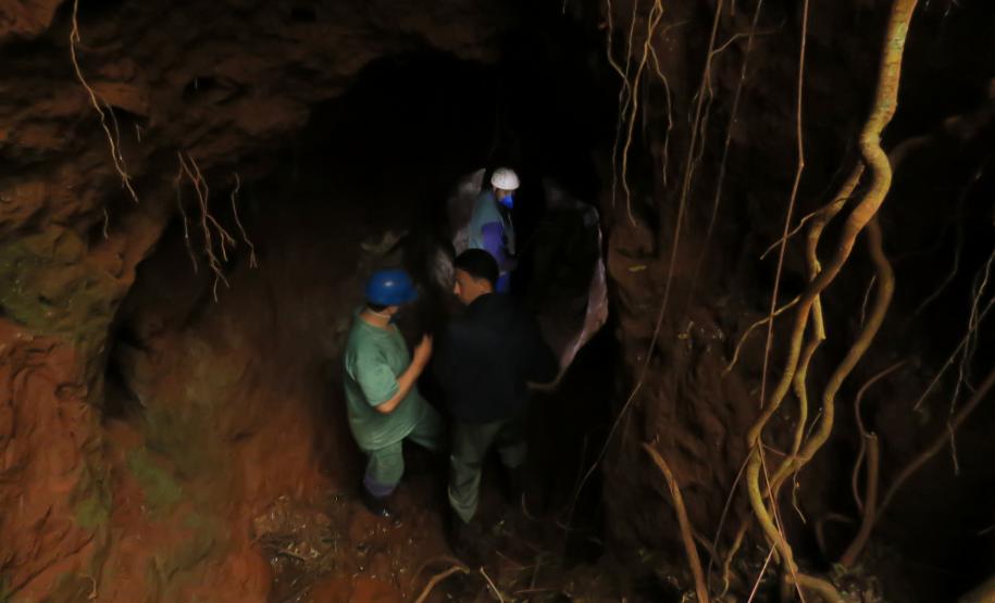 Morcegos e vacinação: ações da Adapar protegem rebanhos e saúde pública contra a raiva