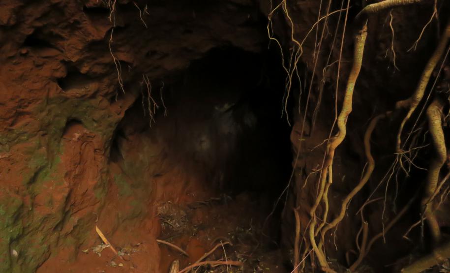 Morcegos e vacinação: ações da Adapar protegem rebanhos e saúde pública contra a raiva