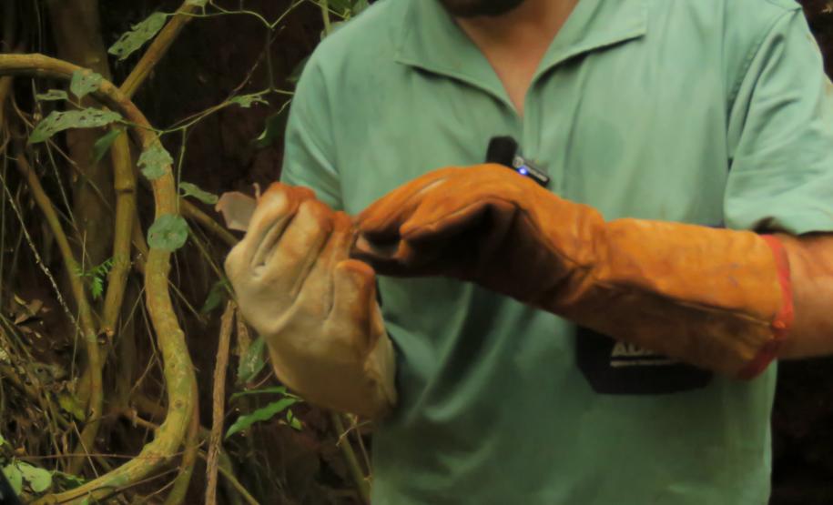 Morcegos e vacinação: ações da Adapar protegem rebanhos e saúde pública contra a raiva