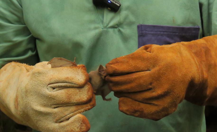 Morcegos e vacinação: ações da Adapar protegem rebanhos e saúde pública contra a raiva