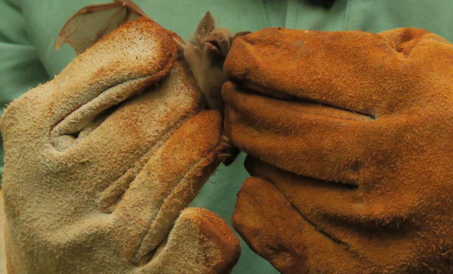 Morcegos e vacinação: ações da Adapar protegem rebanhos e saúde pública contra a raiva