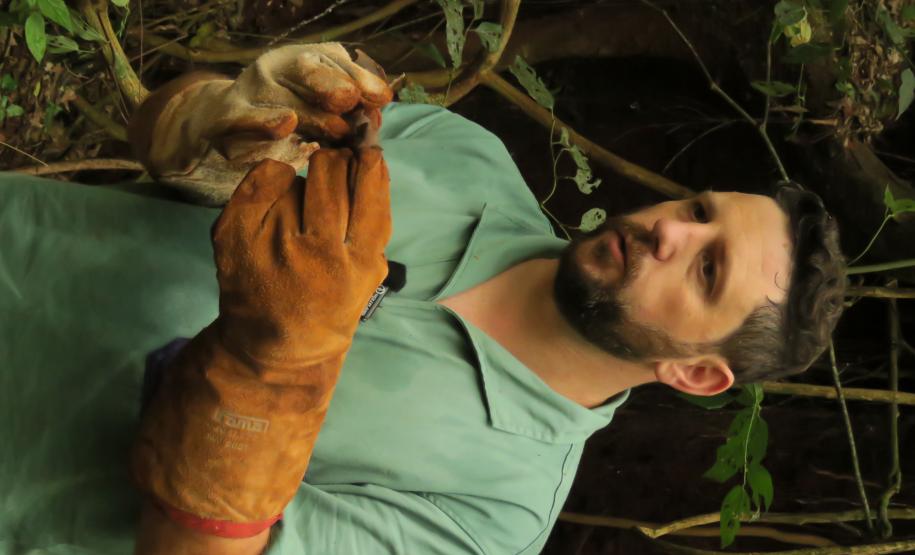 Morcegos e vacinação: ações da Adapar protegem rebanhos e saúde pública contra a raiva