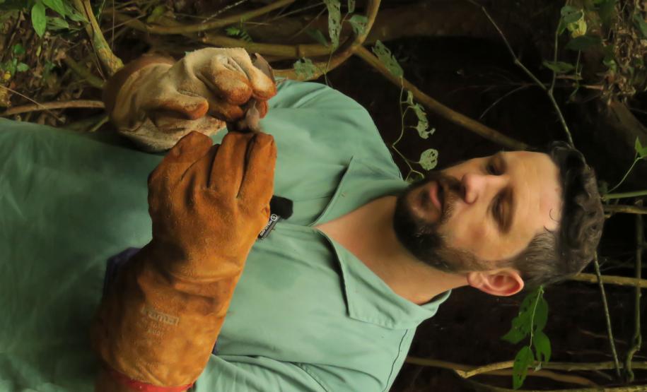 Morcegos e vacinação: ações da Adapar protegem rebanhos e saúde pública contra a raiva