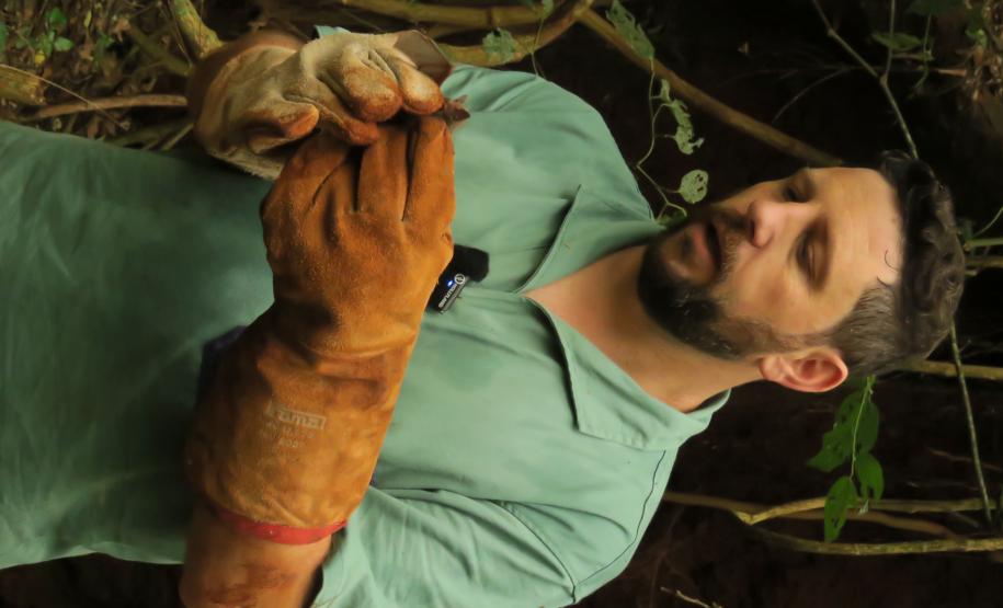 Morcegos e vacinação: ações da Adapar protegem rebanhos e saúde pública contra a raiva