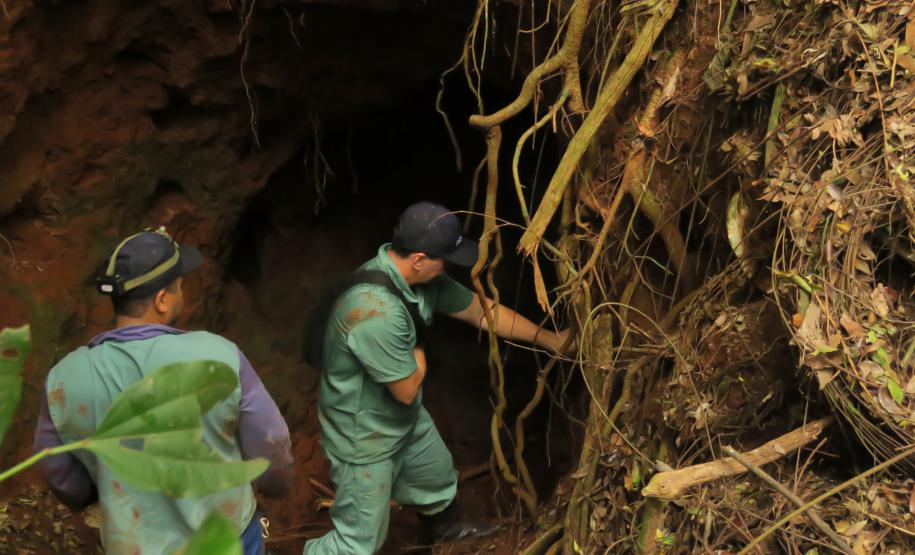 Morcegos e vacinação: ações da Adapar protegem rebanhos e saúde pública contra a raiva