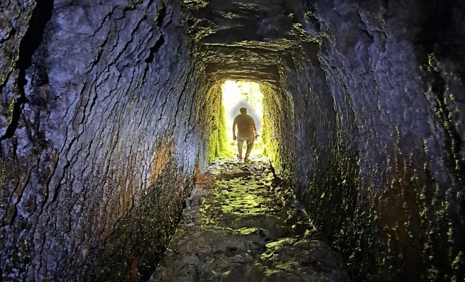 Morcegos e vacinação: ações da Adapar protegem rebanhos e saúde pública contra a raiva