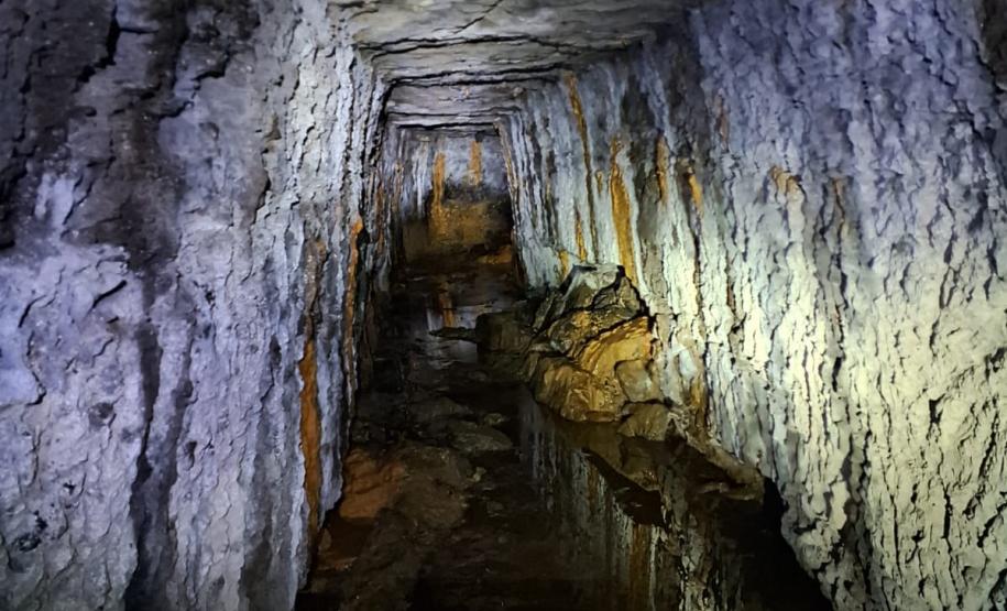 Morcegos e vacinação: ações da Adapar protegem rebanhos e saúde pública contra a raiva