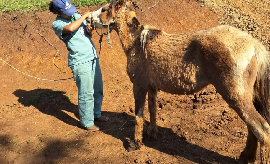 Adapar realiza ação de vigilância para anemia infecciosa equina
