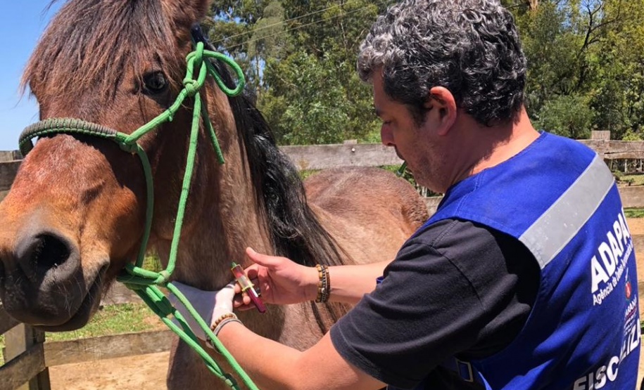 Adapar realiza ação de vigilância para anemia infecciosa equina