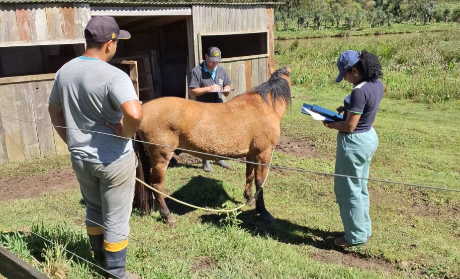 Adapar realiza ação de vigilância para anemia infecciosa equina