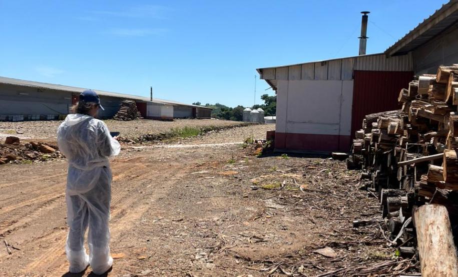 Adapar intensifica fiscalização em granjas avícolas o Sudoeste