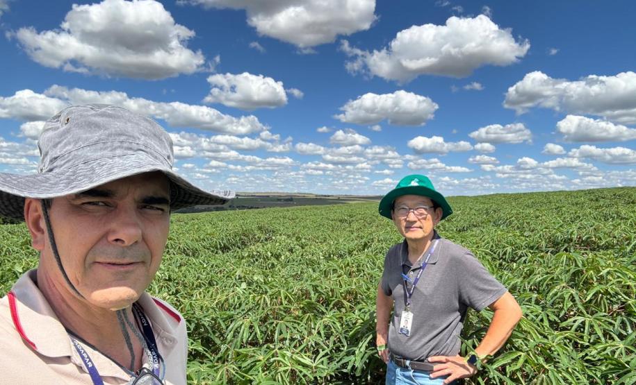 Adapar visita plantações e reforça orientações sobre vassoura-de-bruxa da mandioca