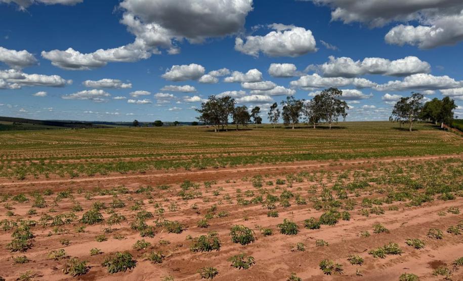 Adapar visita plantações e reforça orientações sobre vassoura-de-bruxa da mandioca