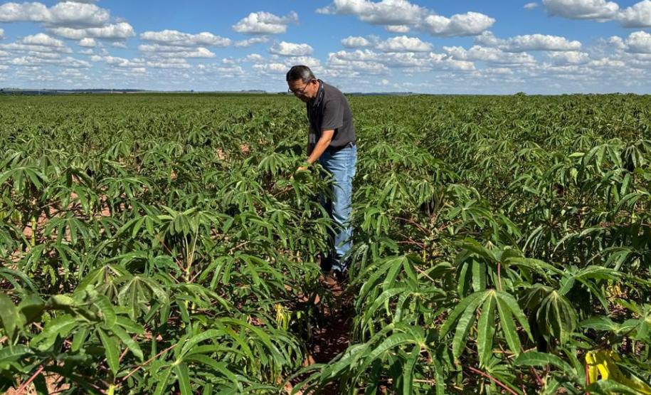 Adapar visita plantações e reforça orientações sobre vassoura-de-bruxa da mandioca