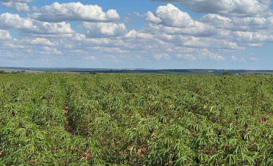 Adapar visita plantações e reforça orientações sobre vassoura-de-bruxa da mandioca