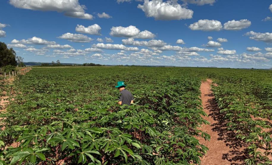 Adapar visita plantações e reforça orientações sobre vassoura-de-bruxa da mandioca