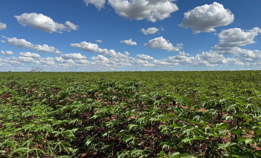 Adapar visita plantações e reforça orientações sobre vassoura-de-bruxa da mandioca