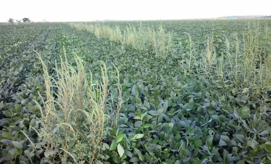 Adapar orienta produtores e adota medidas para evitar introdução do Caruru-Gigante