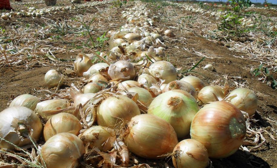 Quaresma de 2026 terá tilápia mais barata para os paranaenses, aponta Deral