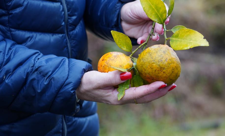 Inscrições para  capacitação de engenheiros agrônomos da Adapar para a emissão de certificados fitossanitários vão até 20 de fevereiro