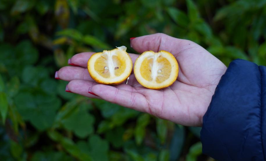 Inscrições para  capacitação de engenheiros agrônomos da Adapar para a emissão de certificados fitossanitários vão até 20 de fevereiro