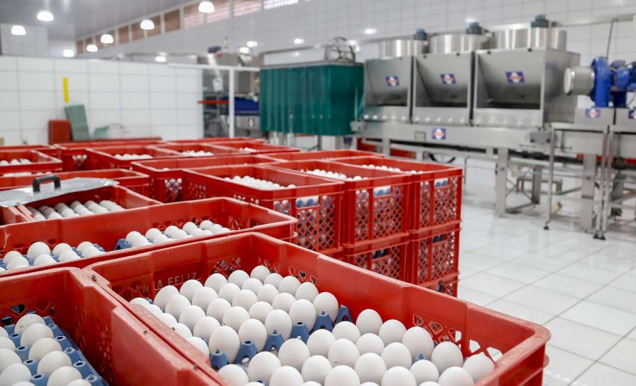 Quaresma de 2026 terá tilápia mais barata para os paranaenses, aponta Deral