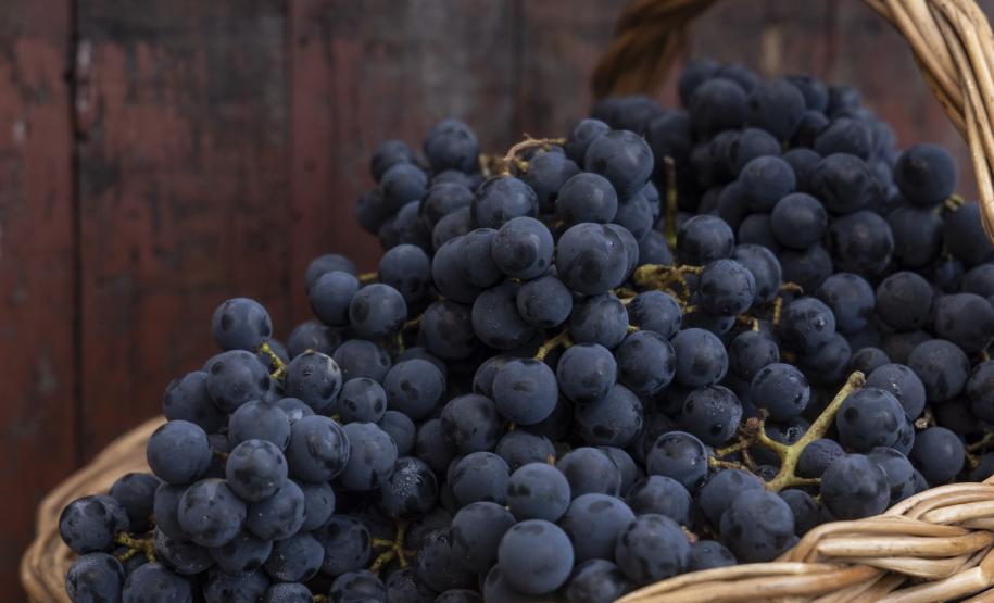 Governador em exercício Darci Piana participa do lançamento da Rota da Uva e Vinho.