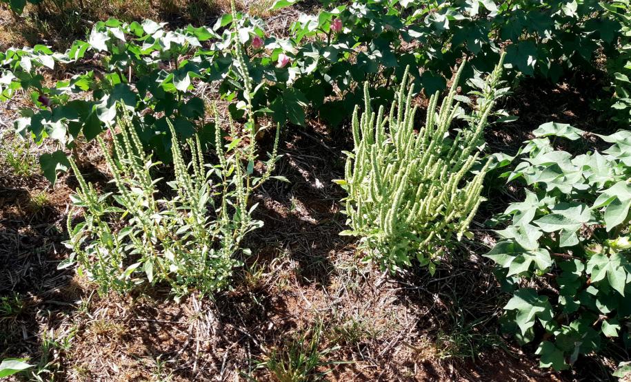 Adapar orienta produtores e adota medidas para evitar introdução do Caruru-Gigante