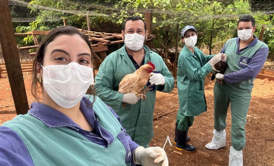 Adapar inicia novo cilclo de vigilância ativa para Influenza Aviária e Doença de Newcastle
