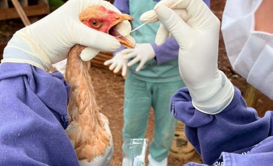 Adapar inicia novo cilclo de vigilância ativa para Influenza Aviária e Doença de Newcastle